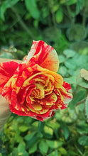 Load image into Gallery viewer, 【Rare Shades】- Special Colored Rose Cutting 🌹