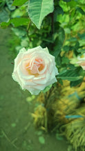 Load image into Gallery viewer, 【Rare Shades】- Special Colored Rose Cutting 🌹