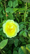 Load image into Gallery viewer, 【Rare Shades】- Special Colored Rose Cutting 🌹