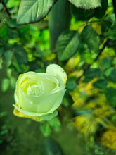 Load image into Gallery viewer, 【Rare Shades】- Special Colored Rose Cutting 🌹