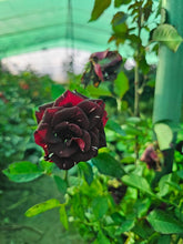 Load image into Gallery viewer, 【Rare Shades】- Special Colored Rose Cutting 🌹