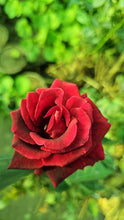 Load image into Gallery viewer, 【Rare Shades】- Special Colored Rose Cutting 🌹