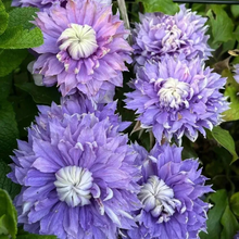 Load image into Gallery viewer, 47%OFF🎉Mixed-Color Climbing Clematis Flower