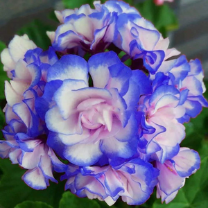 🌸 50%+ Discount for a Limited Time - Apple Blossom Geranium Seeds 🌸