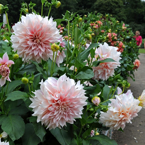 Dahlia Seeds - Mixed