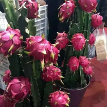 Load image into Gallery viewer, Bonsai Pitaya Seeds-Dragon Fruit