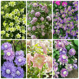 47%OFF🎉Mixed-Color Climbing Clematis Flower