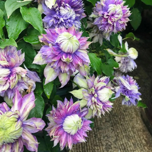 Load image into Gallery viewer, 47%OFF🎉Mixed-Color Climbing Clematis Flower