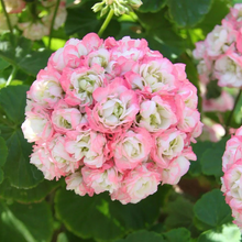 Load image into Gallery viewer, 🌸 50%+ Discount for a Limited Time - Apple Blossom Geranium Seeds 🌸