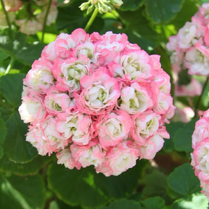 🌸 50%+ Discount for a Limited Time - Apple Blossom Geranium Seeds 🌸