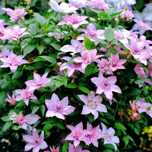 Load image into Gallery viewer, 47%OFF🎉Mixed-Color Climbing Clematis Flower