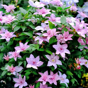 47%OFF🎉Mixed-Color Climbing Clematis Flower