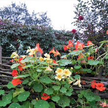 Load image into Gallery viewer, Nasturtium Seeds - Mixed Colors