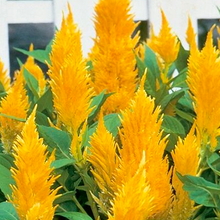 Load image into Gallery viewer, Plumed Castle Celosia Seeds