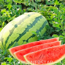 Load image into Gallery viewer, Watermelon Seeds - Lazy