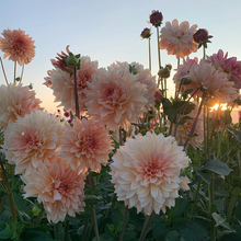 Load image into Gallery viewer, Dahlia Seeds - Mixed