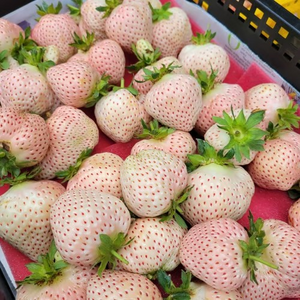 【 Sweet and Juicy 】White Strawberry 🍓 Seeds