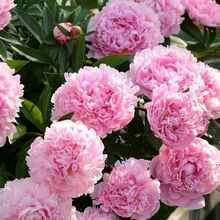 Load image into Gallery viewer, 🌺THE QUEEN OF FLOWERS—DOUBLE PETALED PIANI