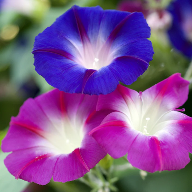 Morning Glory Tricolor Formula 50 Seeds