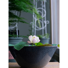 Load image into Gallery viewer, Bowl Lotus: Embracing Zen through Blossoms