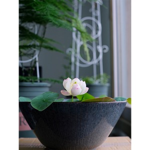 Bowl Lotus: Embracing Zen through Blossoms