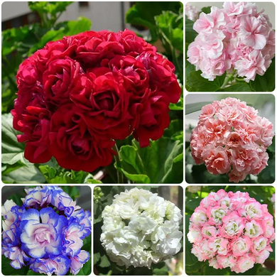 🌸 50%+ Discount for a Limited Time - Apple Blossom Geranium Seeds 🌸