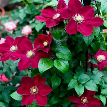 Load image into Gallery viewer, 47%OFF🎉Mixed-Color Climbing Clematis Flower