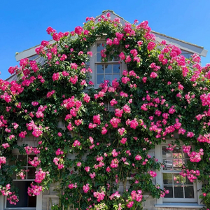 Climbing Rose Seeds