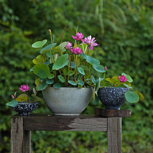 Load image into Gallery viewer, Bowl Lotus: Embracing Zen through Blossoms