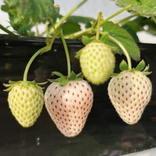 Load image into Gallery viewer, 【 Sweet and Juicy 】White Strawberry 🍓 Seeds