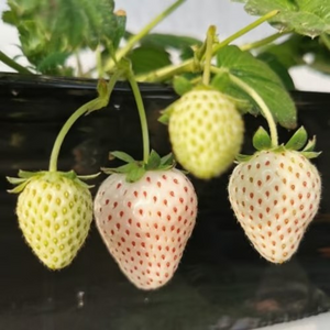 【 Sweet and Juicy 】White Strawberry 🍓 Seeds