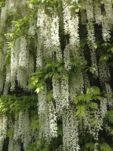 🌸WISTERIA - THE GARDEN’S CASCADING BEAUTY ALL YEAR ROUND