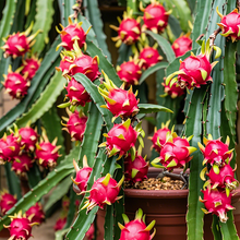 Load image into Gallery viewer, Bonsai Pitaya Seeds-Dragon Fruit