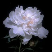 Load image into Gallery viewer, 🌺THE QUEEN OF FLOWERS—DOUBLE PETALED PIANI