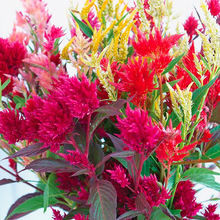 Load image into Gallery viewer, Plumed Castle Celosia Seeds