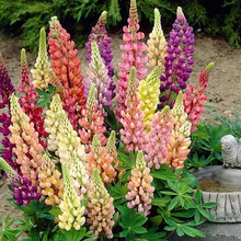 Load image into Gallery viewer, Lupine Flower Seeds - Mixed Color