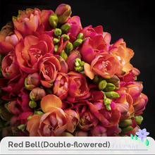 Load image into Gallery viewer, Freesia Bulbs