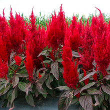 Load image into Gallery viewer, Plumed Castle Celosia Seeds