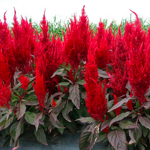 Plumed Castle Celosia Seeds