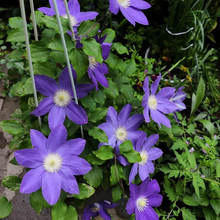 Load image into Gallery viewer, 47%OFF🎉Mixed-Color Climbing Clematis Flower