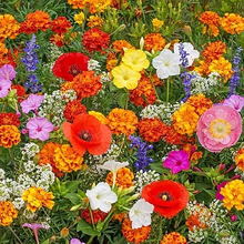 Load image into Gallery viewer, Mixed Perennial Flowers for All Seasons – 100+ Kinds