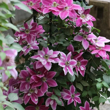 Load image into Gallery viewer, 47%OFF🎉Mixed-Color Climbing Clematis Flower