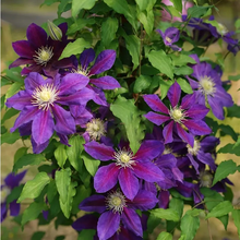 Load image into Gallery viewer, 47%OFF🎉Mixed-Color Climbing Clematis Flower