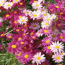 Load image into Gallery viewer, Pest Killer: Pyrethrum Daisy Seeds - Mixed Color