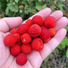 Load image into Gallery viewer, 🦄Raspberry seeds💖Healthy organic delicious raspberries