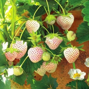 【 Sweet and Juicy 】White Strawberry 🍓 Seeds