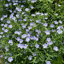 Load image into Gallery viewer, Blue Flax Seeds