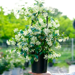 🌸 Windmill Jasmine Seeds: Easy to Plant, Fill the Garden with Fragrance