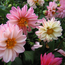 Load image into Gallery viewer, Dahlia Seeds - Mixed