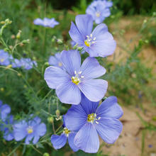 Load image into Gallery viewer, Blue Flax Seeds